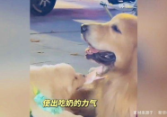 娱乐吃瓜酱精神抚慰犬,精神抚慰犬的辛酸日常，工作压力下的暖心守护