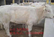 牛羊价格,价格波动与养殖前景分析”