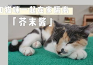 娱乐吃瓜酱布丁是只喵,揭秘网红喵星人的魅力人生